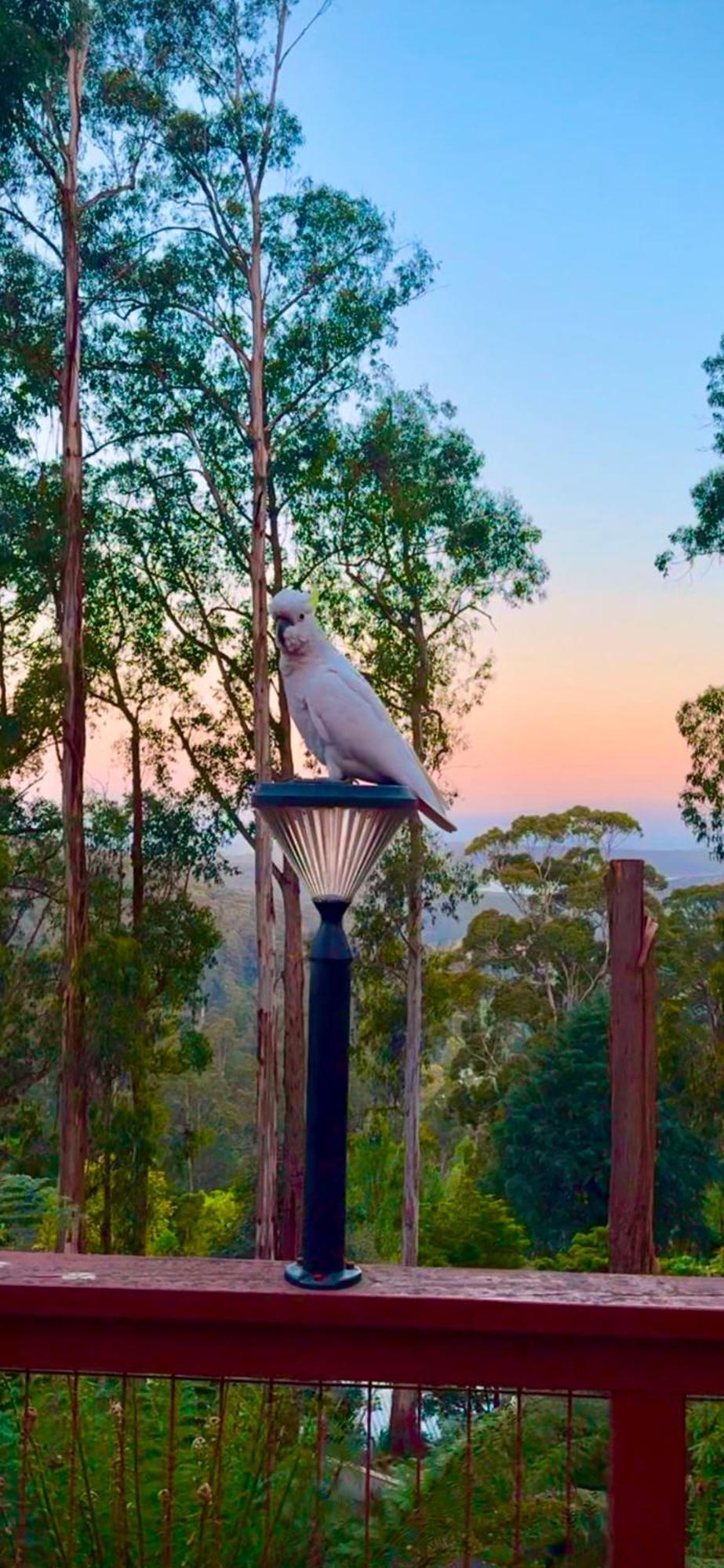 Melbourne Topview Villa In Dandenong Ranges Near Skyhigh Kalorama Экстерьер фото