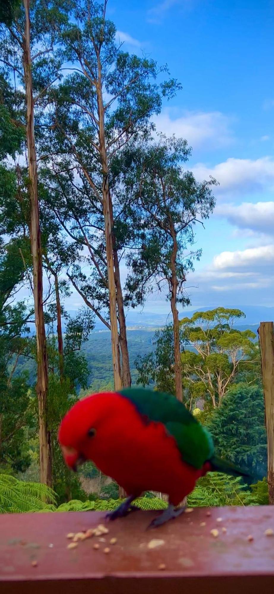 Melbourne Topview Villa In Dandenong Ranges Near Skyhigh Kalorama Экстерьер фото